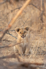lioness with cubs