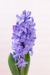 Beautiful blue blooming hyacinth flowers on white background isolated. First spring flower