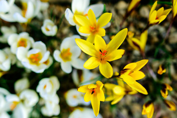blooming variegated flowers, colorful spring flowers, petal fragments on a blurred background, selective focus.