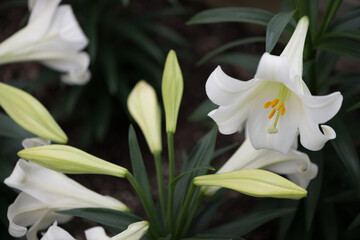 Lilium longiflorum (or Easter lily) in bloom at the local conservatory