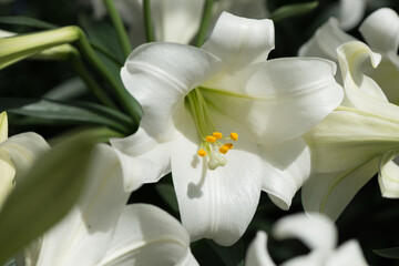 Lilium longiflorum (or Easter lily) in bloom at the local conservatory in sunlight
