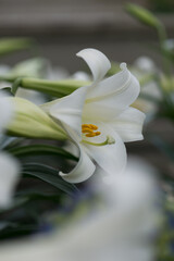 Lilium longiflorum (or Easter lily) in bloom at the local conservatory isolated in a sea of flowers
