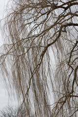Fototapeta na wymiar willow branches