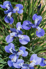 blue (violet) irises in the garden - top down view