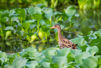 Watercock in non-breeding livrea 