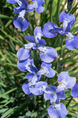 Fototapeta na wymiar blue (violet) irises in the garden - top down view