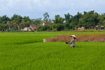 Fototapeta na wymiar Femme paysanne travaillant dans une rizière au Vietnam