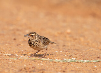 Jerdon's bushlark eating seeds 