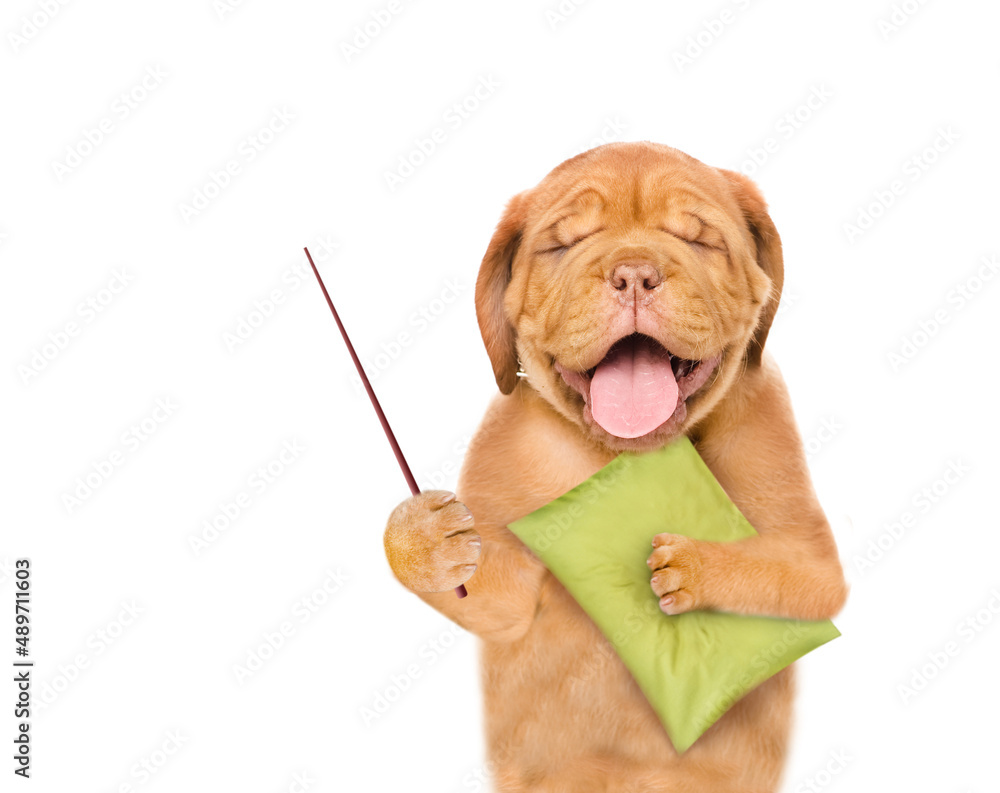 Poster Yawning Mastiff puppy holds a pillow and points away on empty space.  isolated on white background