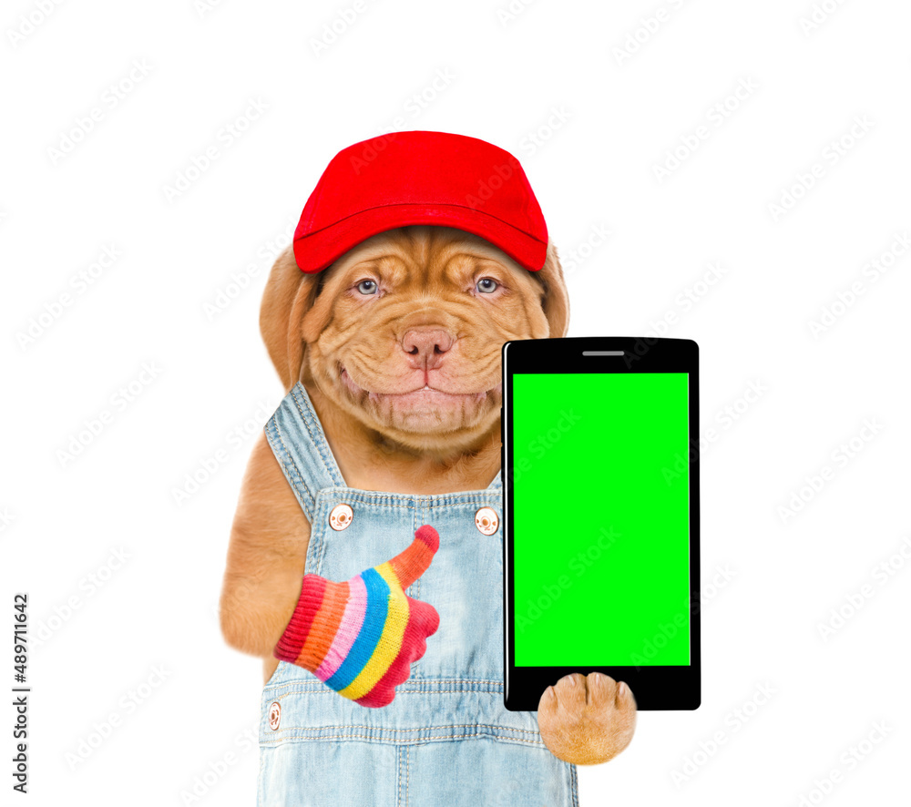 Poster happy puppy wearing red cap holds smartphone with empty green screen and shows thumbs up gesture. is
