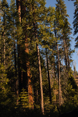Autumnal natural landscape from Yosemite National Park, California, United States