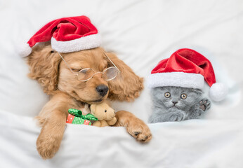 Fototapeta na wymiar English Cocker Spaniel puppy hugs toy bear and sleeps with cozy kitten under warm white blanket on a bed at home. Pets wearing red santa hats sleep together