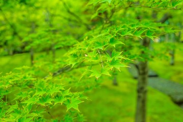 沢山の緑に囲まれた公園の美しい景色