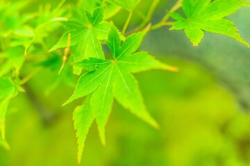 沢山の緑に囲まれた公園の美しい景色