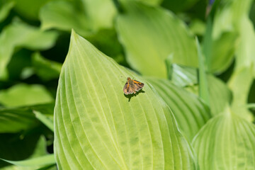 butterfly on a leaf