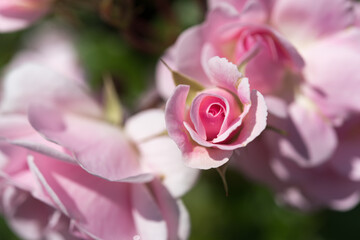 pink roses close up