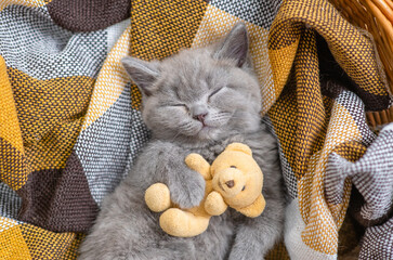 Cozy tiny kitten sleeps with toy bear on checkered plaid. Top down view