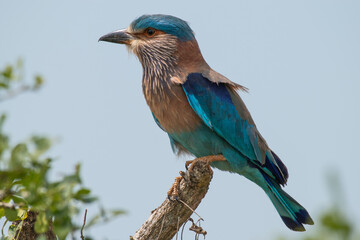 Indian roller perching 