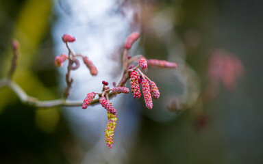 Erlenkätzchen   / alder catkin (Alnus spec.)