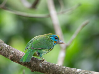 Yellow-fronted barbet on a tree