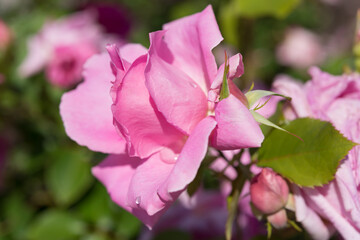 pink flowers and buds in the sun