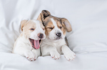 Two sleepy Beagle puppies lying under warm blanket on the bed at home. Top down view