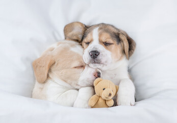 Two cute Beagle puppies sleep  together with toy bear under a white blanket on a bed at home. Top down view