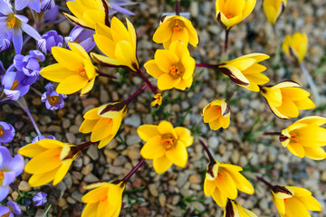 blooming yellow crocuses, spring flowers, petal fragments on a blurred background, Beautiful colorful first flowers, selective focus. (Crocus vernus, spring crocus)
