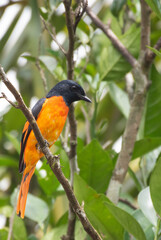 Flame minivet male perching