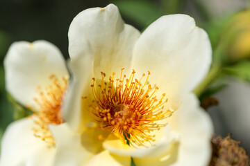 close up of a yellow flower