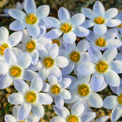 Fototapeta premium blooming white crocuses, spring flowers, petal fragments on a blurred background, Beautiful colorful first flowers, selective focus. (Crocus vernus, spring crocus)