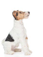 Fox terrier puppy sitting and looking away and up on empty space. isolated on white background