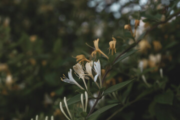 Golden-and-silver honeysuckle flowers