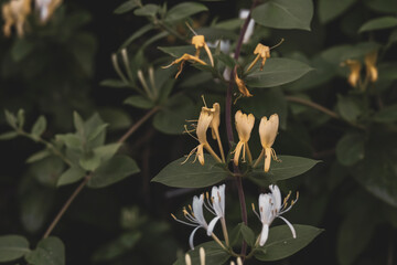 Obraz na płótnie Canvas Golden-and-silver honeysuckle flowers