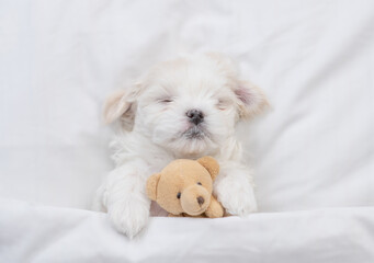 Cozy Maltese puppy sleeps on a bed at home and hugs favorite toy bear. Top down view