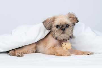 Cozy Brussels Griffon puppy lying under warm blanket on the bed at home and hugs favorite toy bear