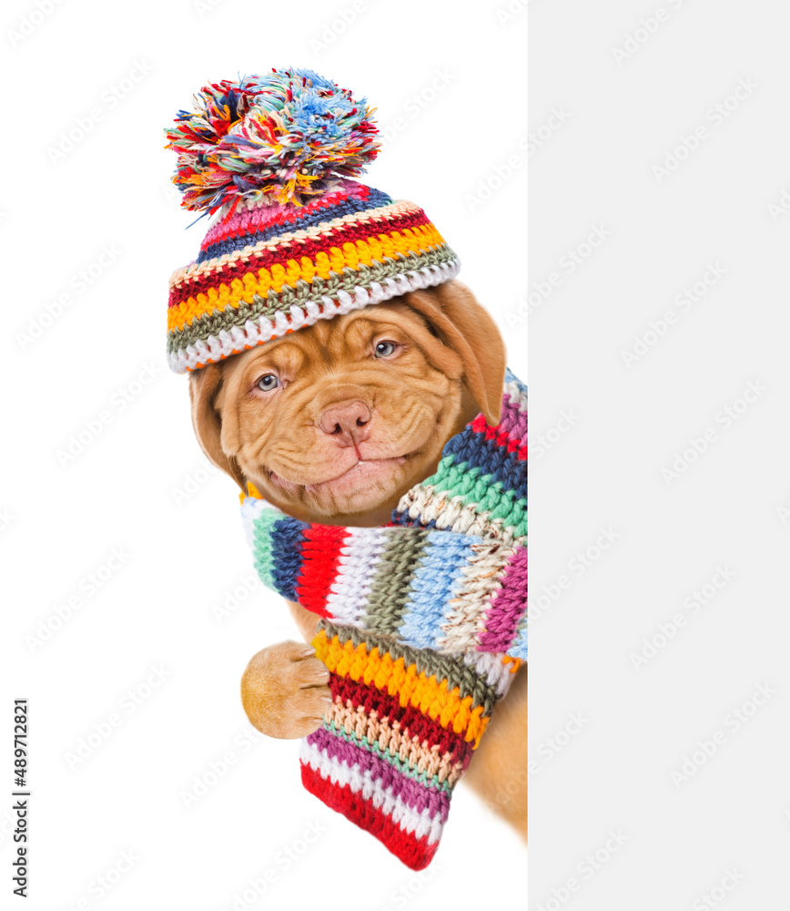 Poster smiling puppy wearing a warm hat and scarf looks behind empty board. isolated on white background