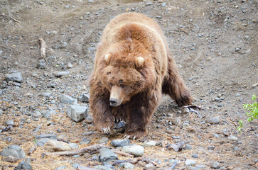 Fototapeta premium Spectacular grizzly bear walking in a huge cage with soil and vegetation in zoo in Alaska, USA, United States of America