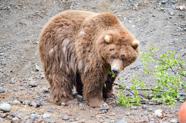 Spectacular grizzly bear standing in a huge cage with soil and vegetation in zoo in Alaska, USA, United States of America