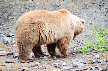 Spectacular grizzly bear standing in a huge cage with soil and vegetation in zoo in Alaska, USA,...