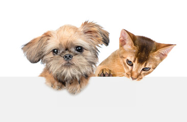 Brussels Griffon puppy and Abyssinian young cat look above empty white banner together. isolated on white background