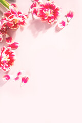 Pink flowers and petals. Spring and Summer concept. Flat lay. Copy space.