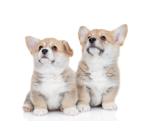 Cute Pembroke Welsh Corgi puppies sit and look up together. isolated on white background