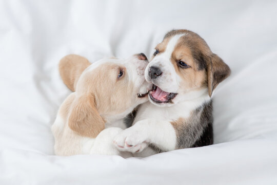 Two Playful Beagle Puppies Lying Under Warm Blanket On The Bed At Home. Top Down View