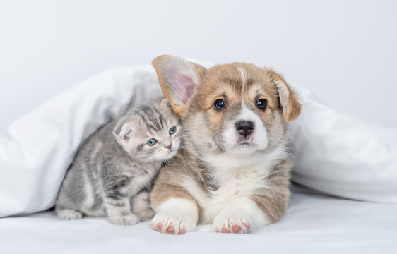 Pembroke welsh corgi puppy and baby kitten lying together under warm white blanket on a bed at home