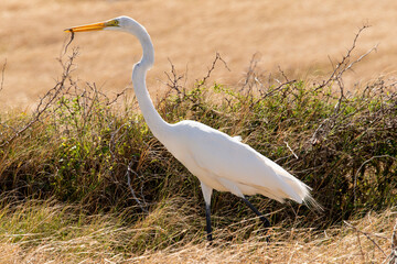 Grande Aigrette, avec l&eacute;zard, . Ardea alba, Great Egret