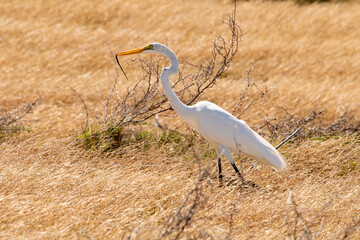 Grande Aigrette, avec lézard, . Ardea alba, Great Egret