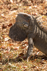 Iguane vert , Iguane commun, Iguana iguana
