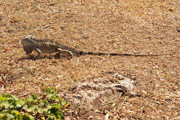 Iguane vert , Iguane commun, Iguana iguana
