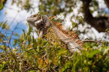 Iguane vert , Iguane commun, Iguana iguana